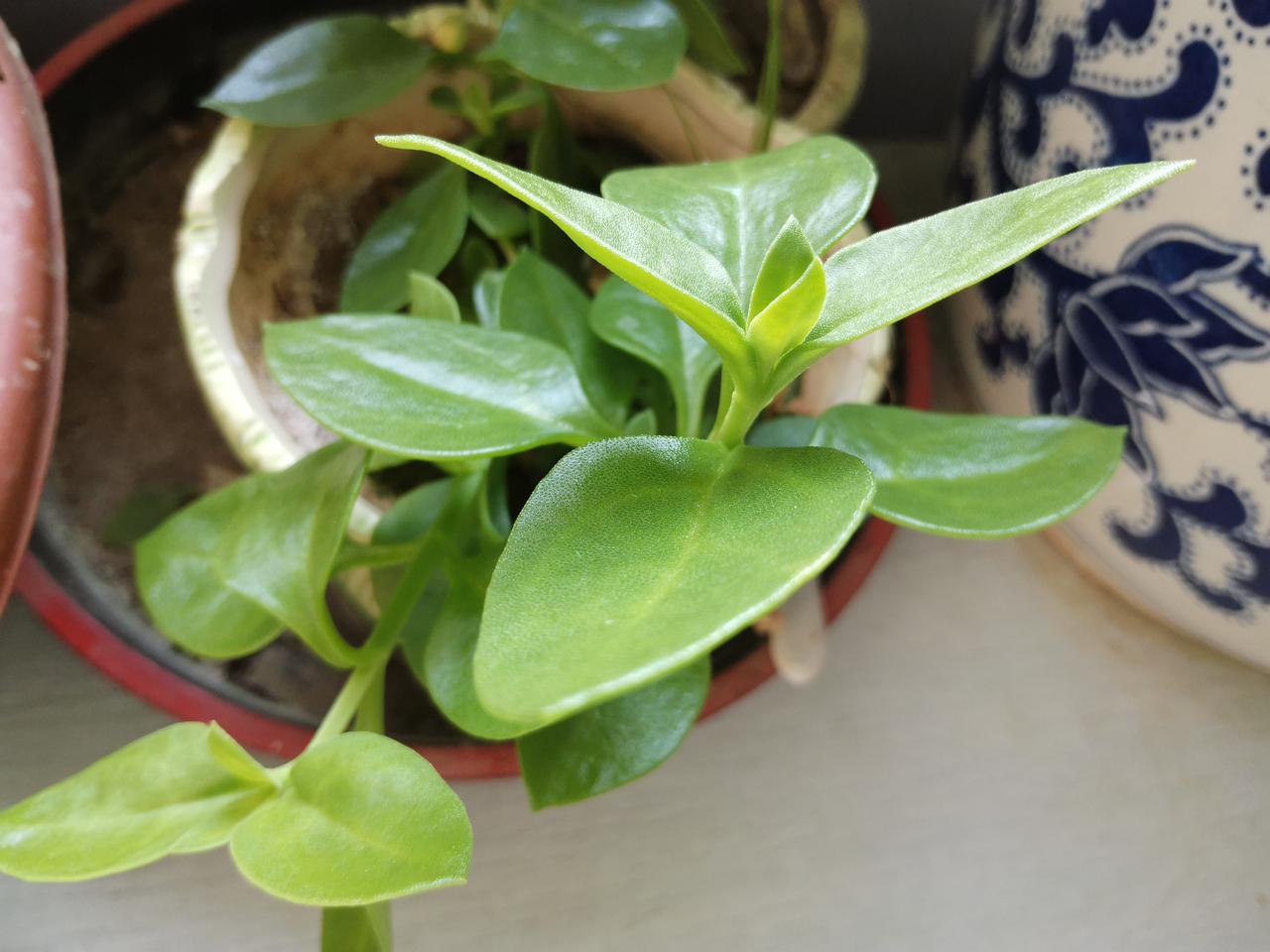 这是什么啊？能吃吗？怎么吃？有知道的吗？