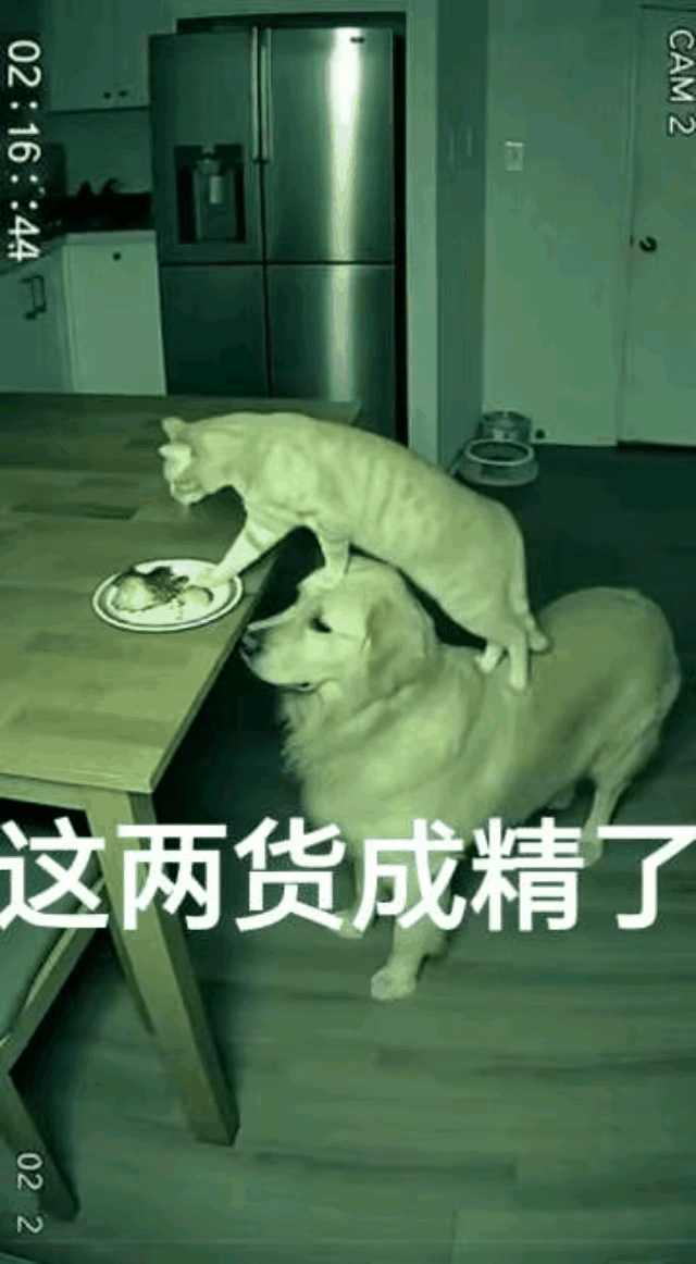 谁懂啊！猫狗“合伙演戏”也太会了吧！猫咪偷偷扒着桌沿想搞事