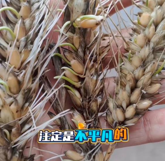襄阳“少算亩数扣工钱”的恶果显现了：连阴雨天里大片庄稼来不及抢收直接发芽，大批农