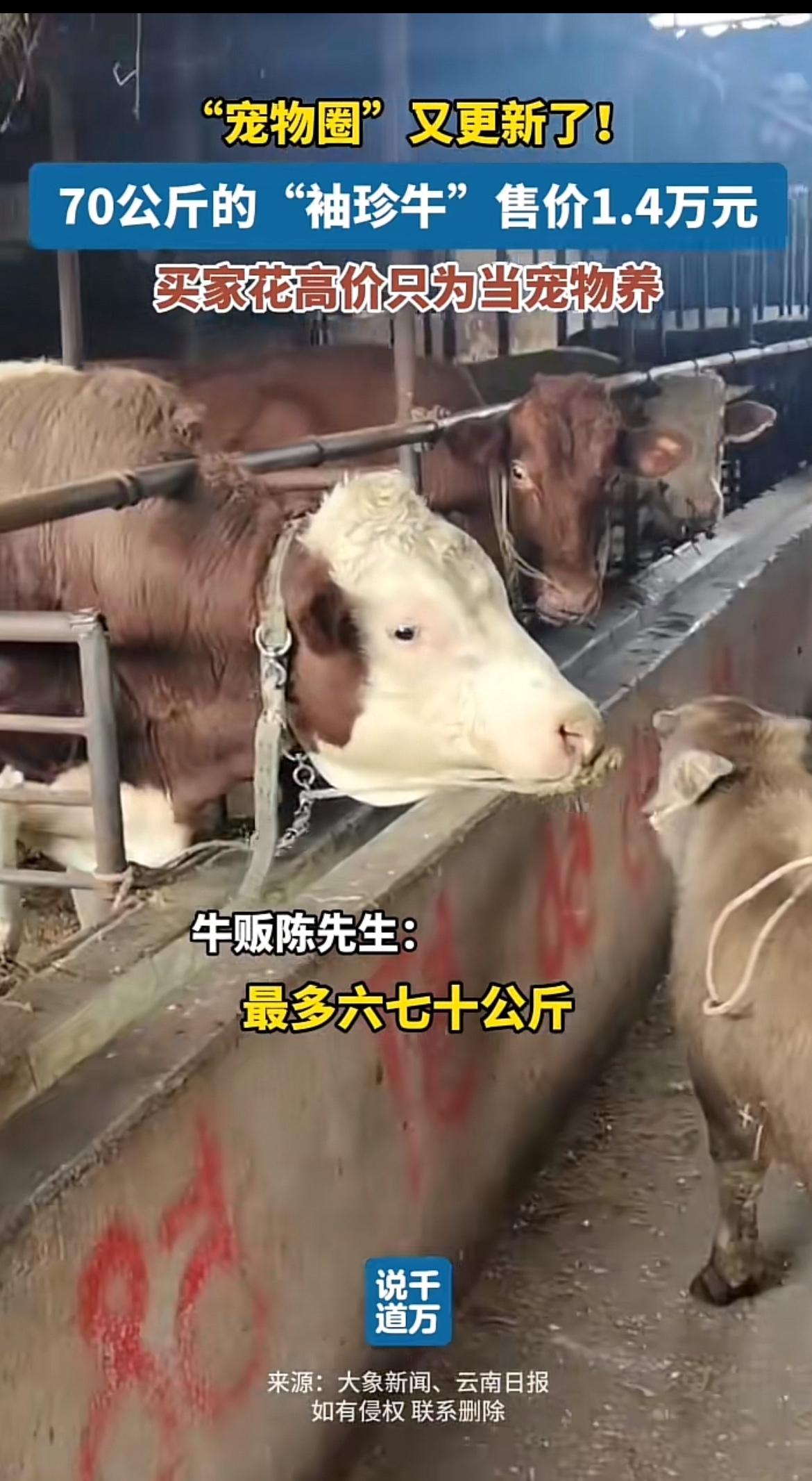 云南丽江有头“袖珍牛”火了，站着才到成年人膝盖，圆滚滚身子配短粗四肢，像超大号宠