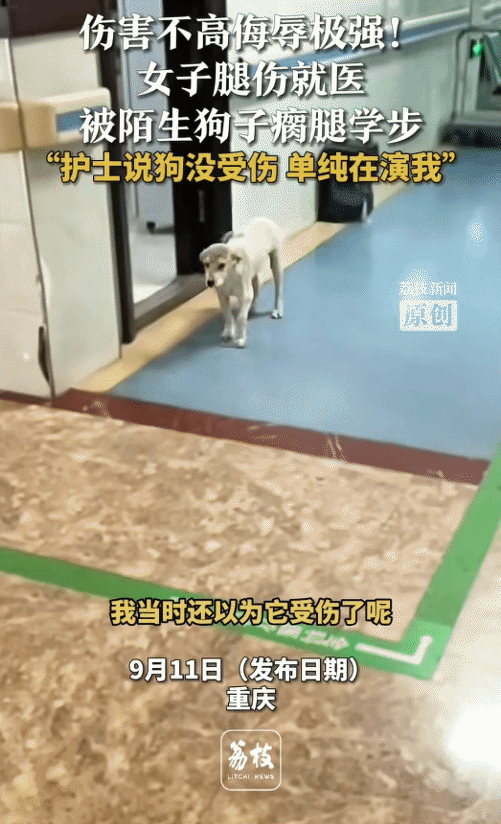 “笑不活了！”重庆，女子腿伤就医。突然，一只陌生狗子瘸着腿走过来。女子以为狗子受