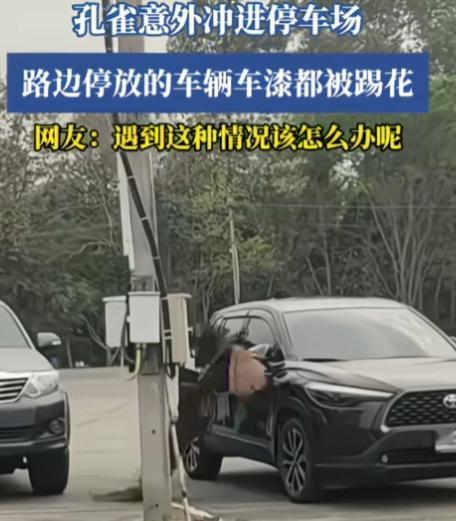 看来车不能洗得太干净，不然就有可能被孔雀踢花，无妄之灾！国外，一只孔雀意外冲