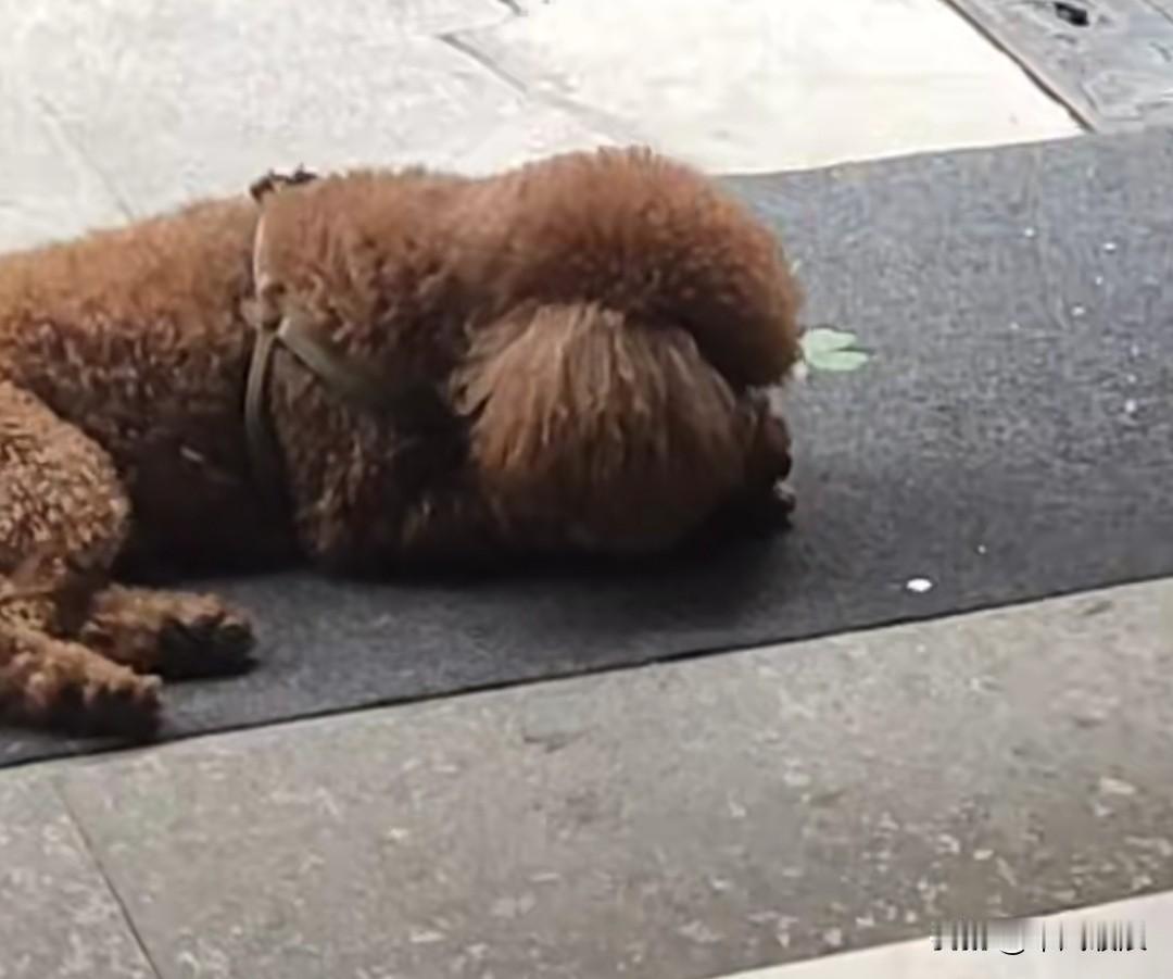 小泰迪被主人遗弃，沦为了流浪狗。它茫然无措，不知该去往何处，只能瘫在地上，默默哭