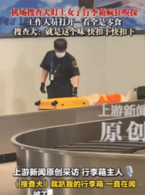 万万没想到！天津，一女子过机场安检时，搜查犬突然盯上她的行李箱，开始疯狂嗅探，工