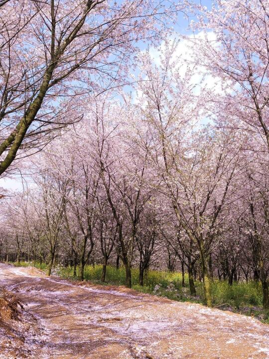 🌸接下来的贵州 | 把春天揉进花海里