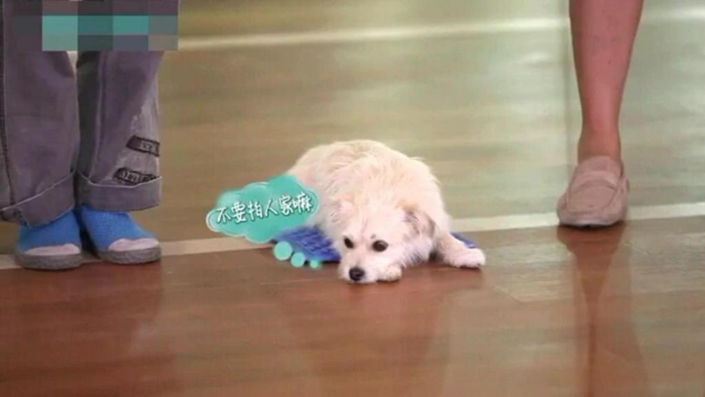 怎么训练狗狗装死躺下 13934272240630122105.jpg?id=0
