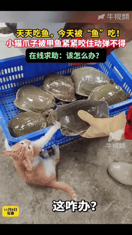 “谁能想到啊！”安徽，一海鲜店老板准备把甲鱼端出来售卖，不料，自家养的小猫咪“手