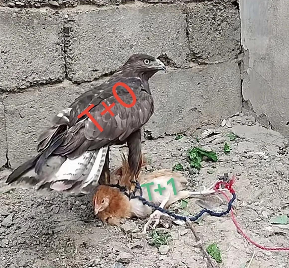 散户被主力踩着干，大盘砸下来后天天这样玩，其实也能想得到，主力不可能直接上去的，