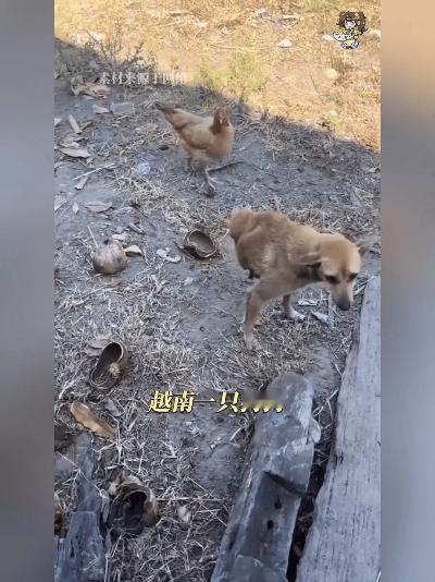 绝了！两条腿的狗，活成了小太阳！你见过用两条前腿蹦着跑的狗吗？越南这只小家