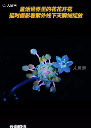 紫外线下天鹅绒绽放全过程，简直不要太惊艳！有网友通过延时摄影，通过紫外线的照射下