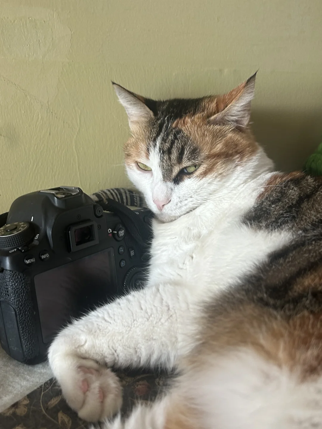 猫咪头像推荐