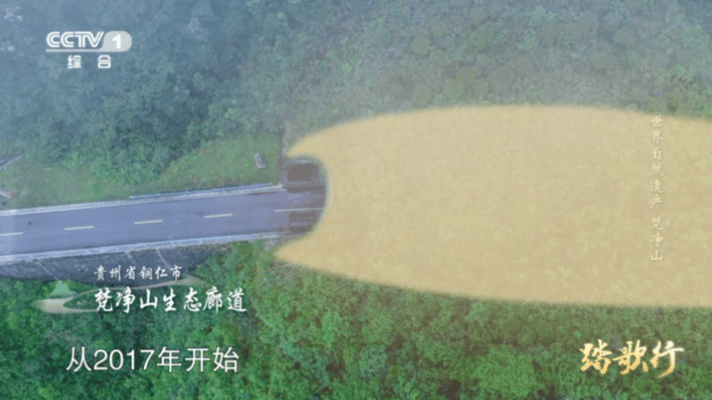 动物界的“优速通”来啦！梵净山14条生态廊道宛如绿色隐形桥，适配不同动物的生存需