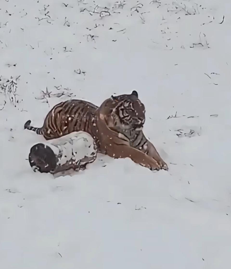 雪地里的老虎与它的猎物，自然之美尽显。