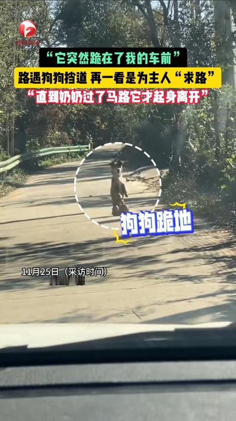 “太有灵性了！”近日，安徽广德，一男子开车行驶在农村小路上，忽然，前方有一条狗窜