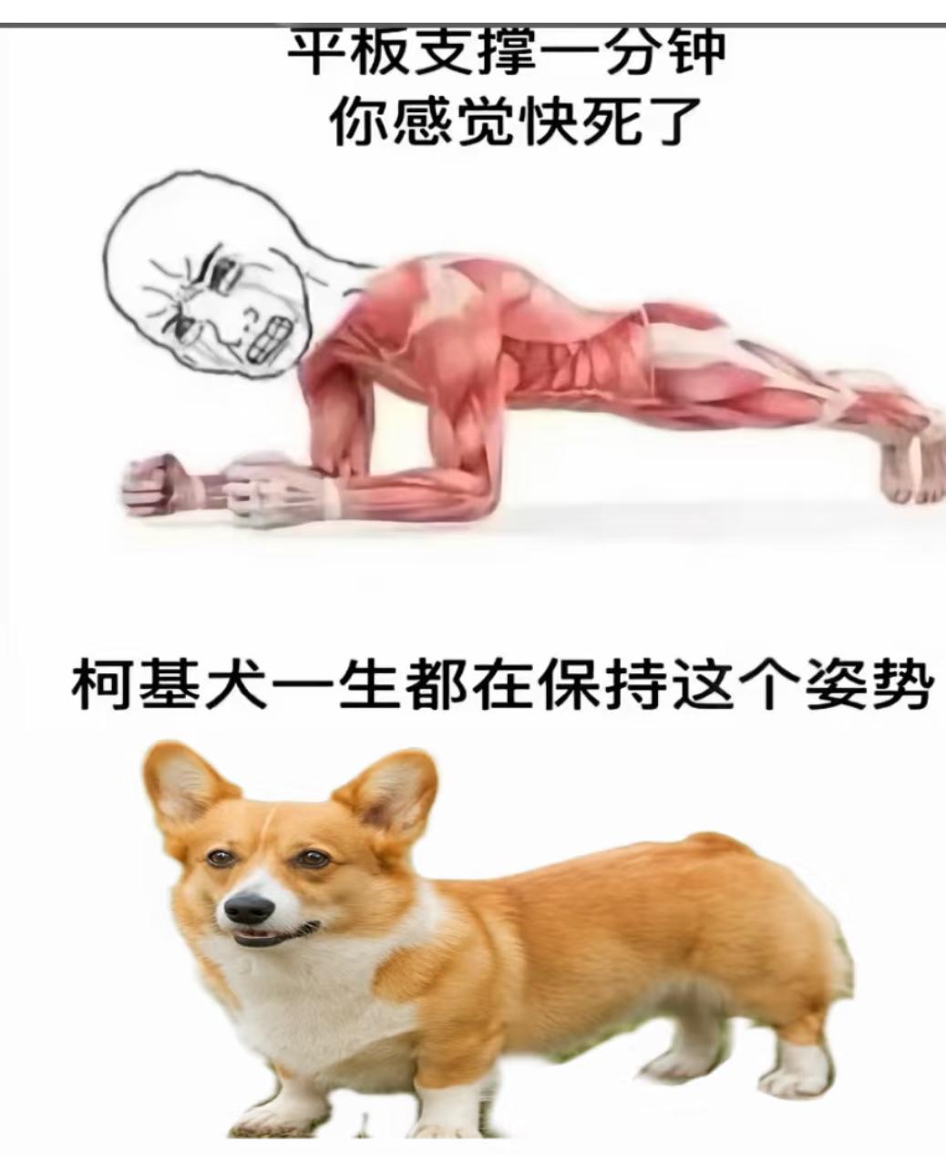 柯基犬一生都在保持这个姿势