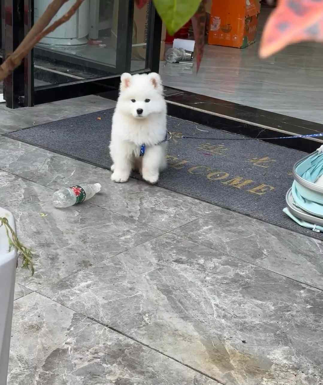 网友隔壁公司的萨摩耶宝宝