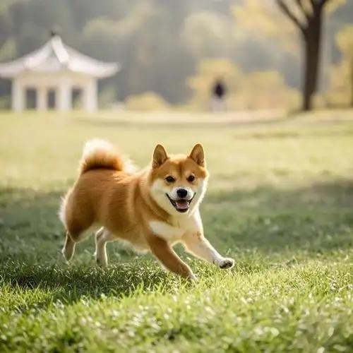 明明温顺忠诚、从不矫情，为什么中华田园犬，偏偏被全城禁养？难道如网友所说的一样，