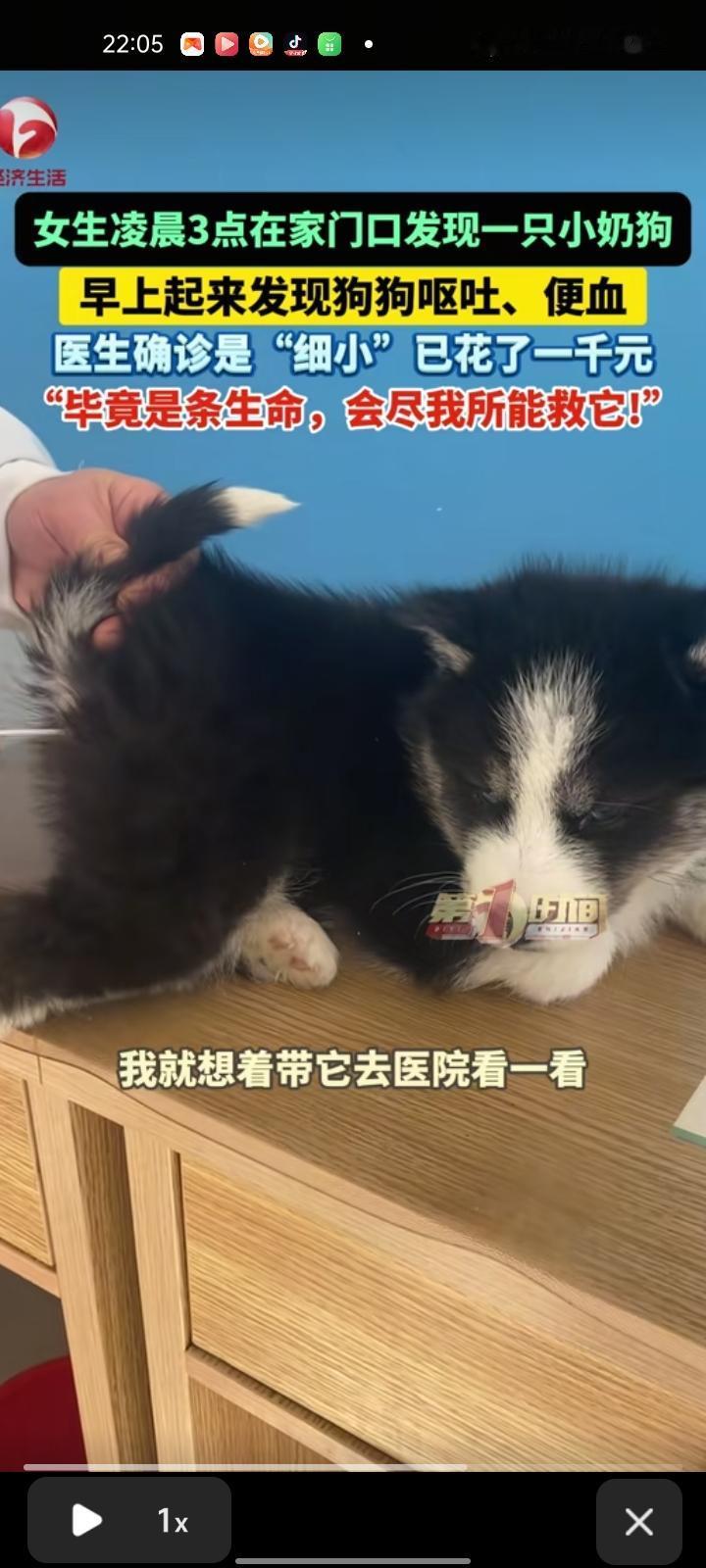 1月6日，吉林长春。女子自己有了小泰迪，凌晨三点在家门口发现一只小奶狗。她表示，