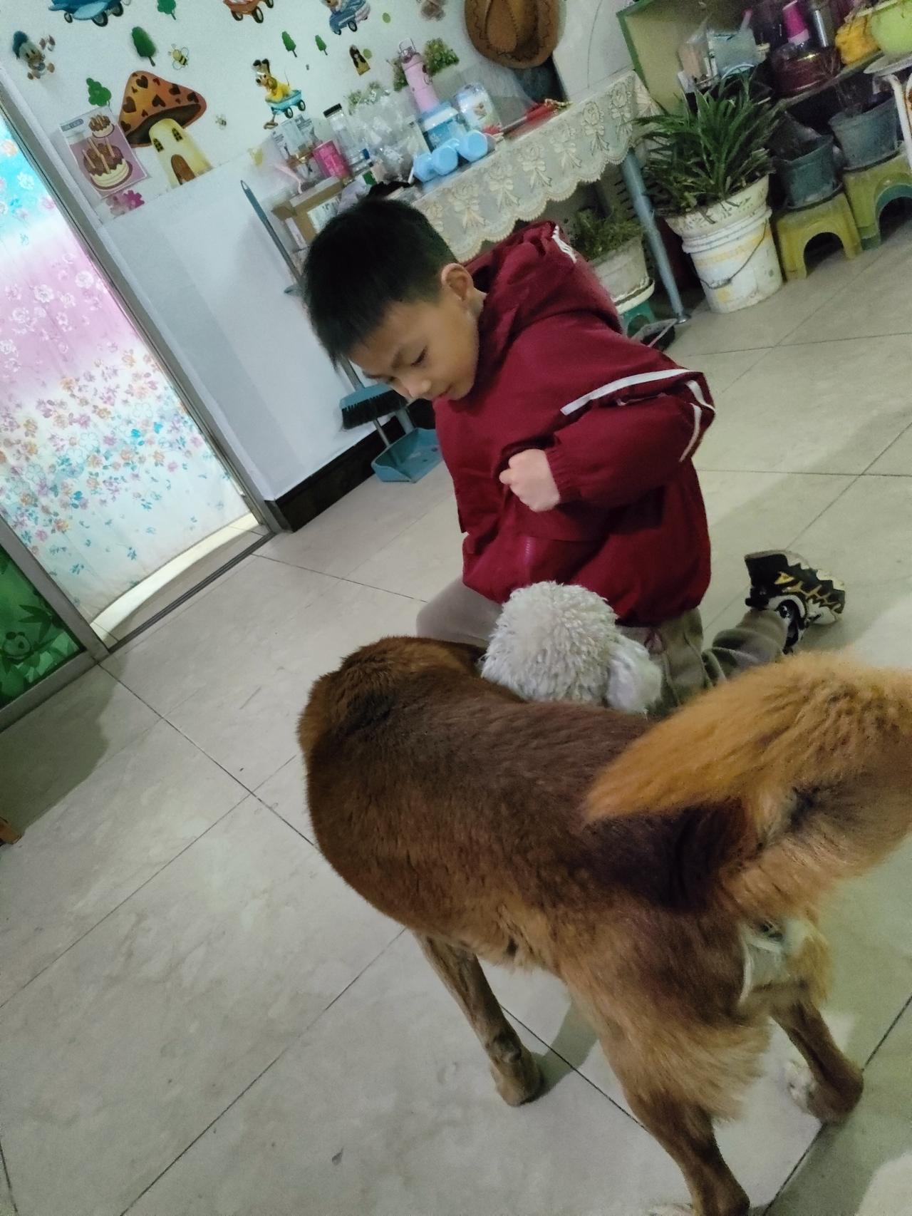 毛茸茸的小狗挤在脚边，把屋子的暖，蹭成了掌心的温柔。