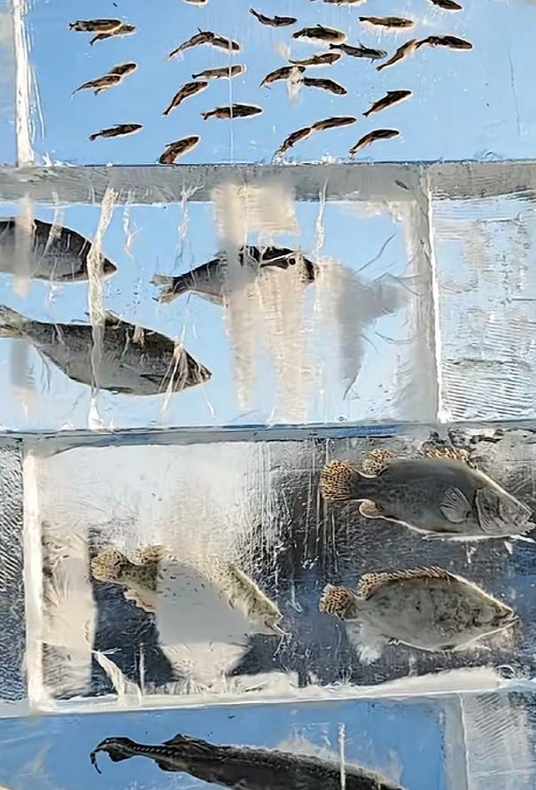 黑龙江3米冰封鱼墙火疯了！3个真相戳破误解，这才是东北硬核浪漫作为跑遍全国