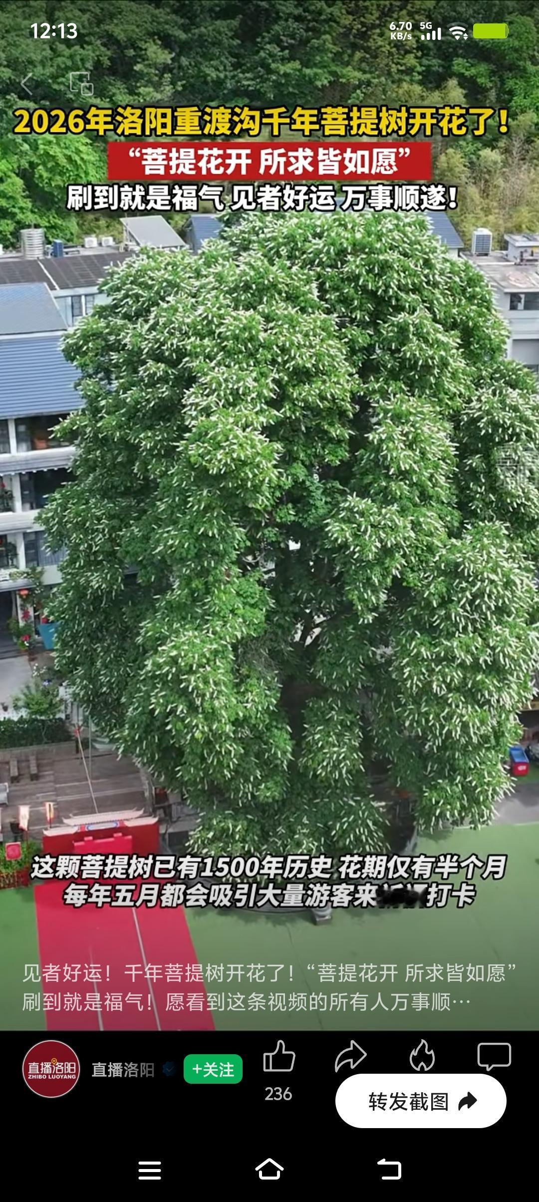 洛阳千年菩提树开花，这可太震撼了！栾川重渡沟那棵一千五百多年树龄的菩提树，满树雪
