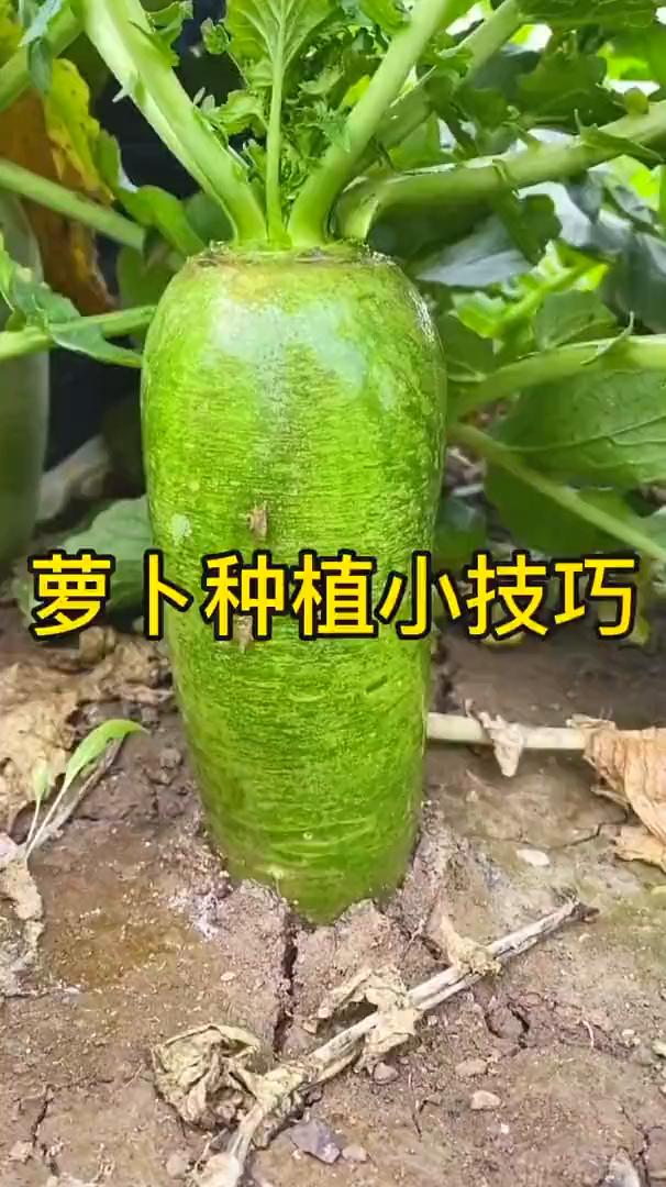 萝卜种植小技巧。想要萝卜大，7月把种下。油菜老来富，萝卜一生肥。没粪种豆花，粪
