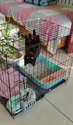 我是蝙蝠……我是蝙蝠……我是蝙蝠……黑蝠王！