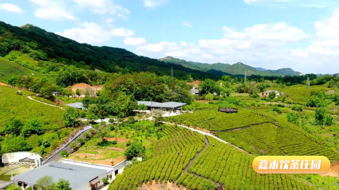 在信阳的茶庄园里过秋天