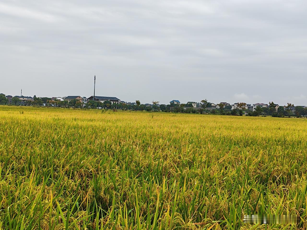 真的错怪有些家长了!不是他们不管孩子,而是想尽一切办法管过之后彻底失望了。班