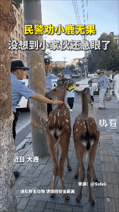 民警劝小鹿无果，没想到小家伙还急眼了😂