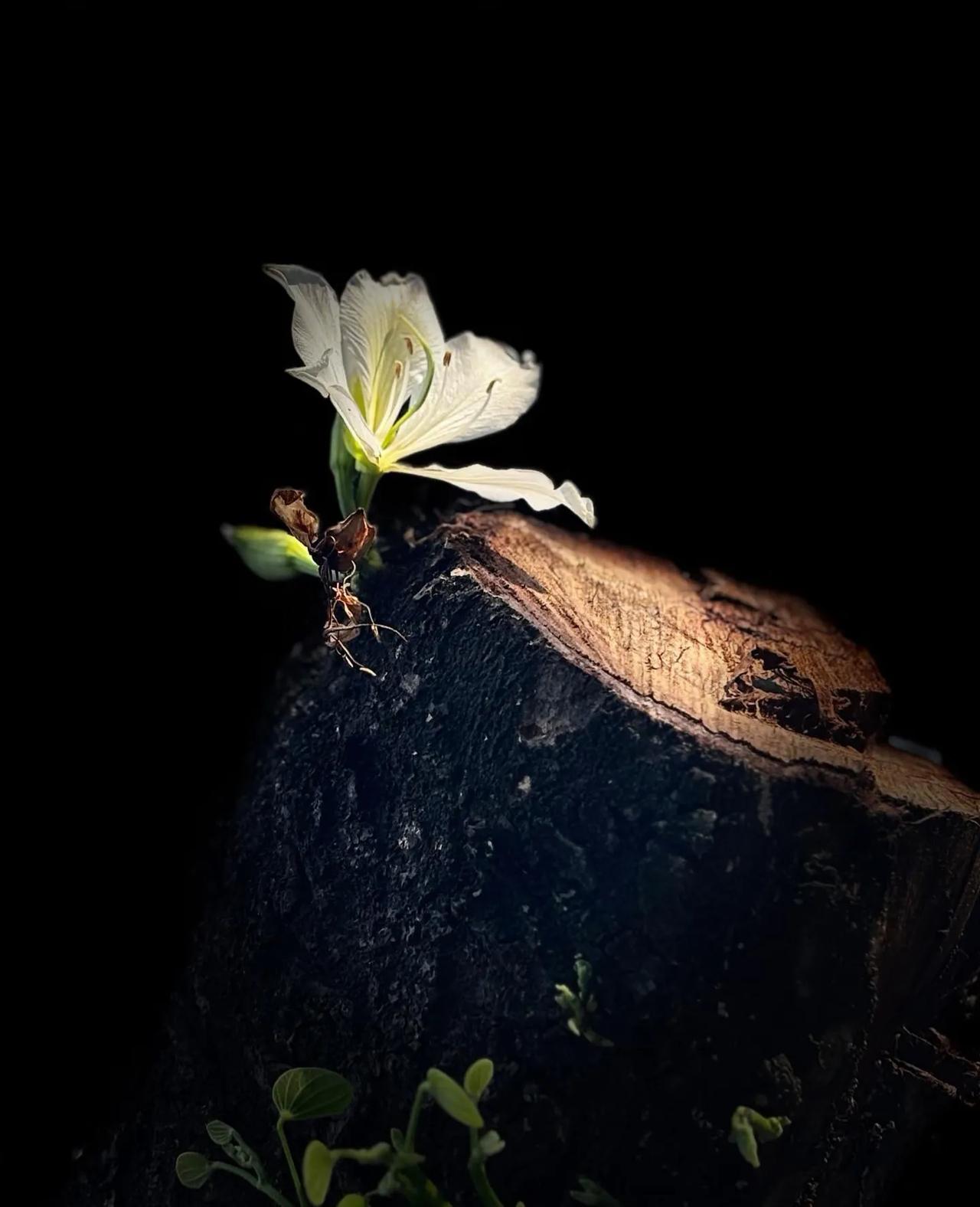 喜欢独行的人，社交能力都很强，只是他没有了社交的兴趣。那些表面上，社交能