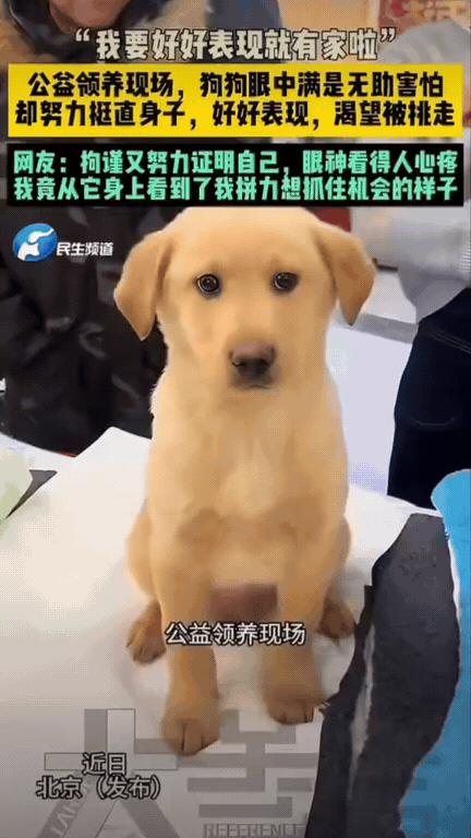 看哭了！北京一场公益宠物领养现场，很多人围着展台看狗狗。其中一只小狗，安安静静坐