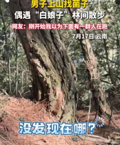 “太吓人了！”7月17日报道，云南深山老林里，一男子正猫着腰扒拉落叶找菌子，谁知