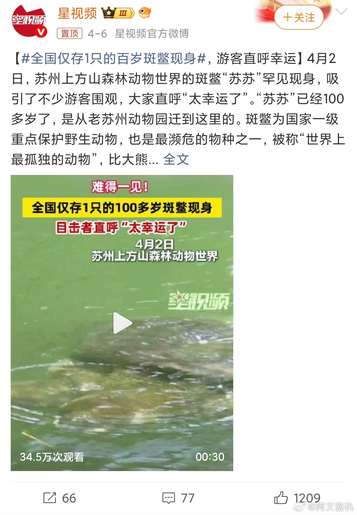 全国仅存1只的百岁斑鳖现身看着挺伤感的，我们看着一个物种即将灭绝，现在全球剩下两
