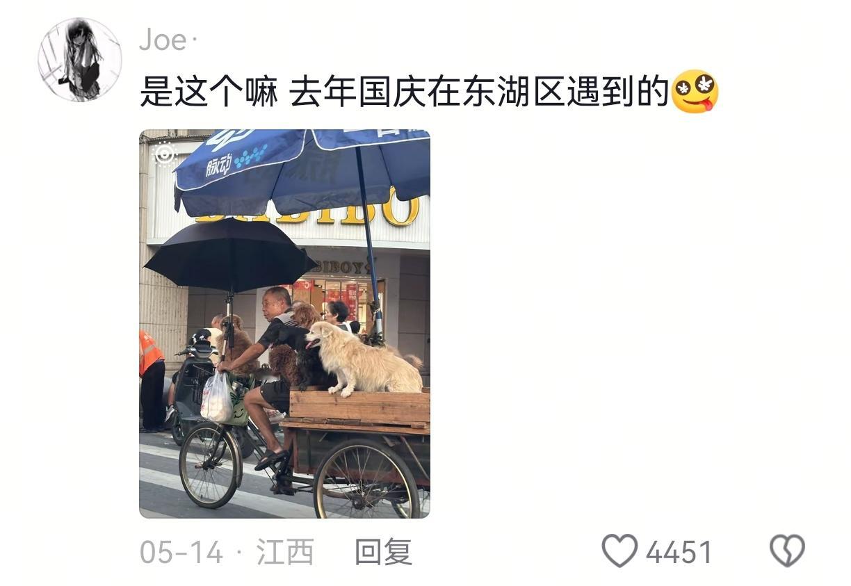 全网都在偶遇狗狗巴士呀