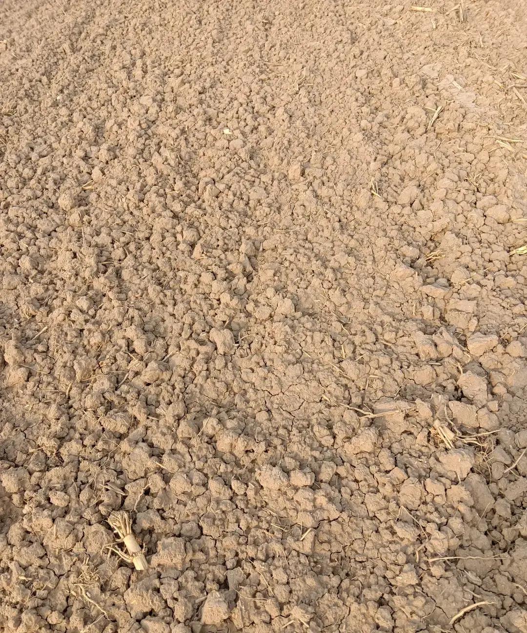 山东老哥11月17号播完麦浇了遍蒙头水，结果十天过去地里还是光板，隔埂堂哥没浇水