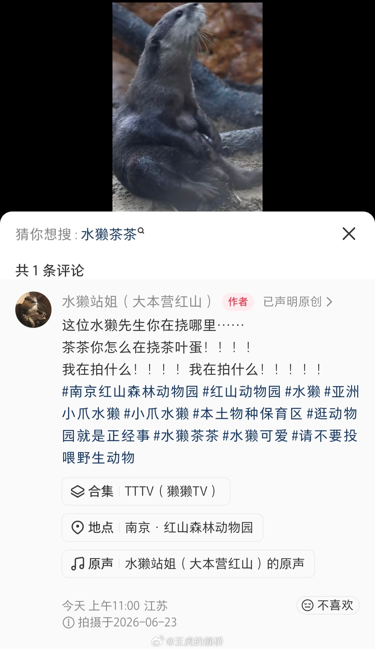 到底是什么原因？水獭好像特别容易被拍到这种镜头…