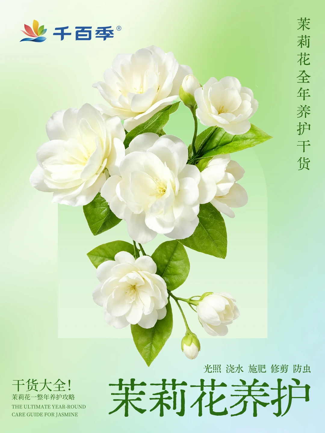 别瞎养茉莉！一年四季正确养护方法汇总