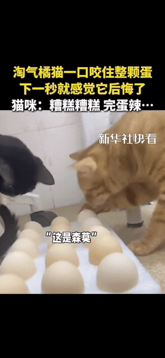 好奇害死猫这话真没说错😂两只小猫在厨房无聊闲逛，橘猫一眼盯上灶台上的鸡蛋，二