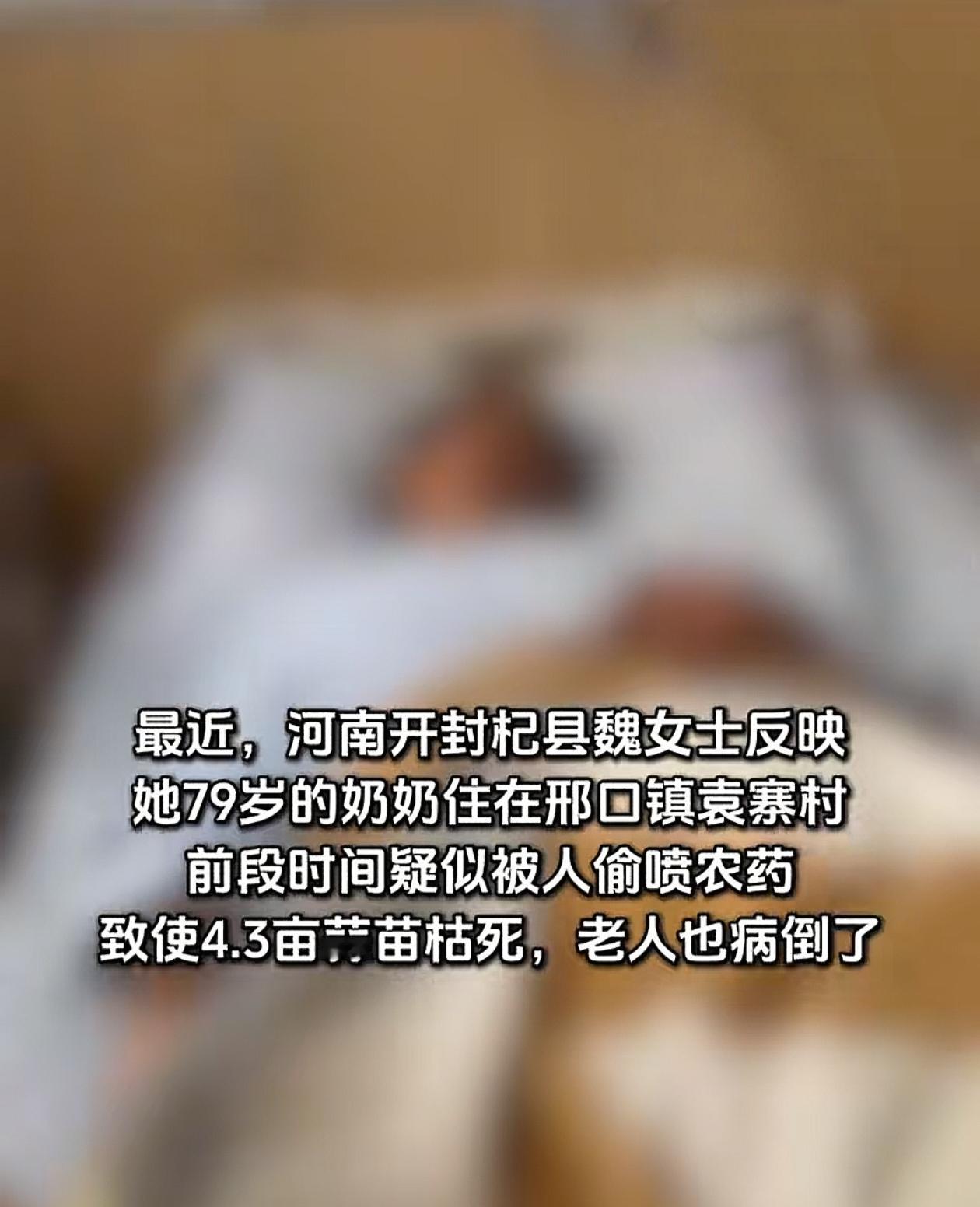 近日，河南开封杞县市民魏女士反映，其七十九岁祖母名下耕种的4.3亩蒜苗疑似遭他人