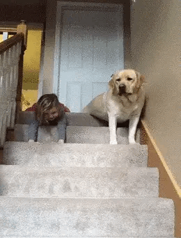 狗狗太贴心了，还故意让她赢了……