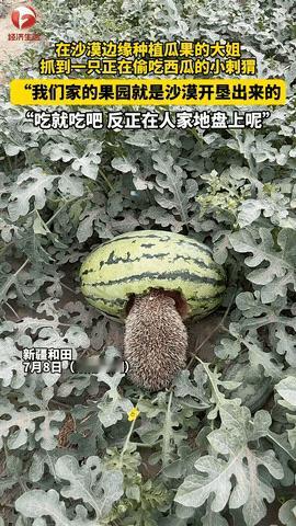 “活该你发财！”新疆和田，女子在自家瓜田劳作时，突然看到一只刺猬在偷吃自家的西瓜