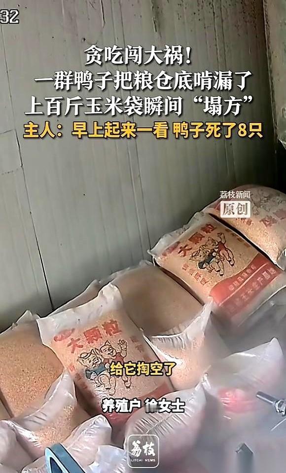 我跟你说，今儿看到个事儿，真给我看愣了。江苏盐城，8只鸭子，被几千斤玉米活活压