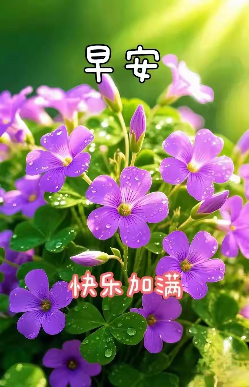 早安呀！将快乐填满，开启活力满满的一天。周二的清晨自带柔和滤镜，宛如给生活裹上一