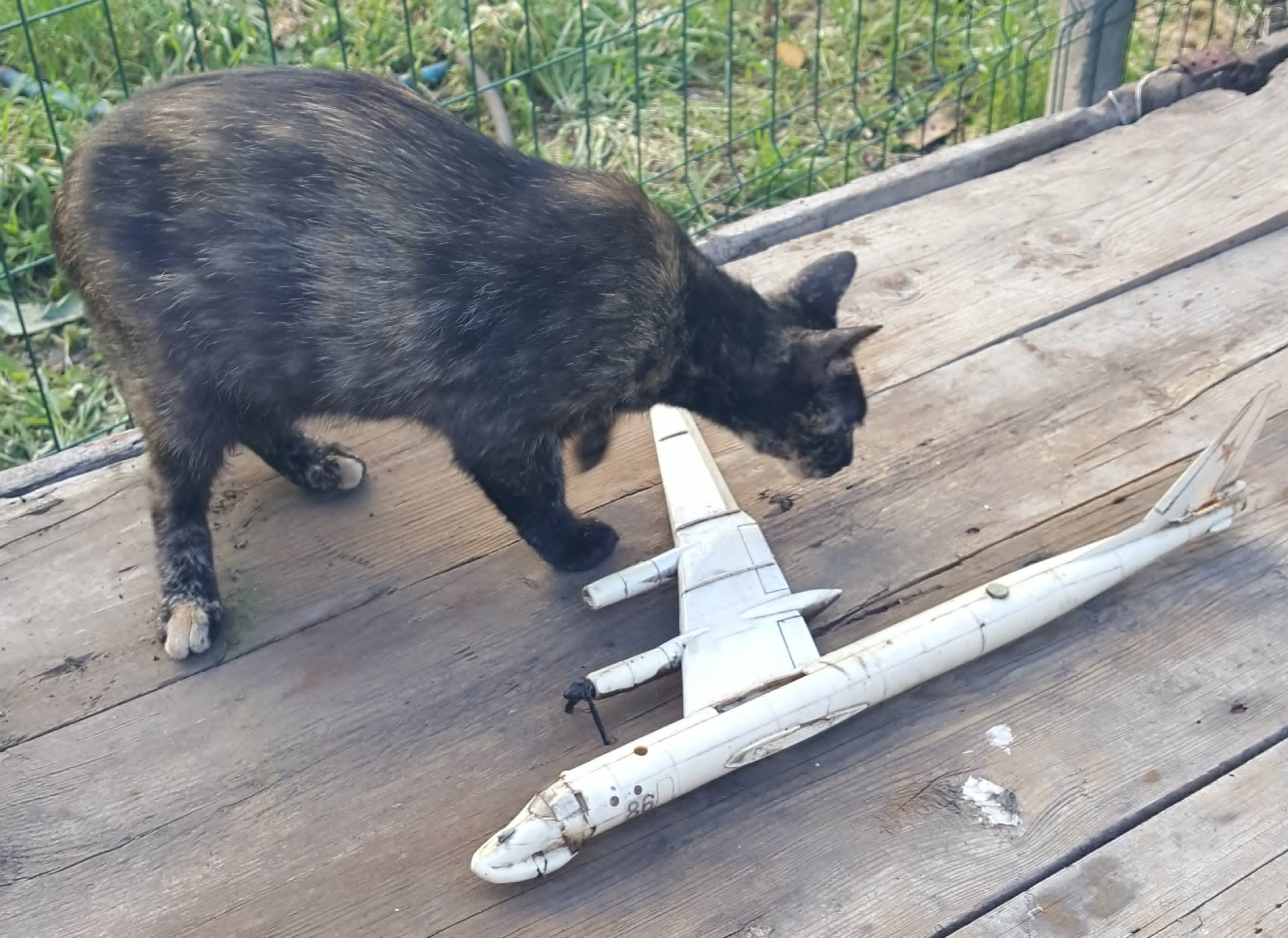 猫猫是防空高手​​​