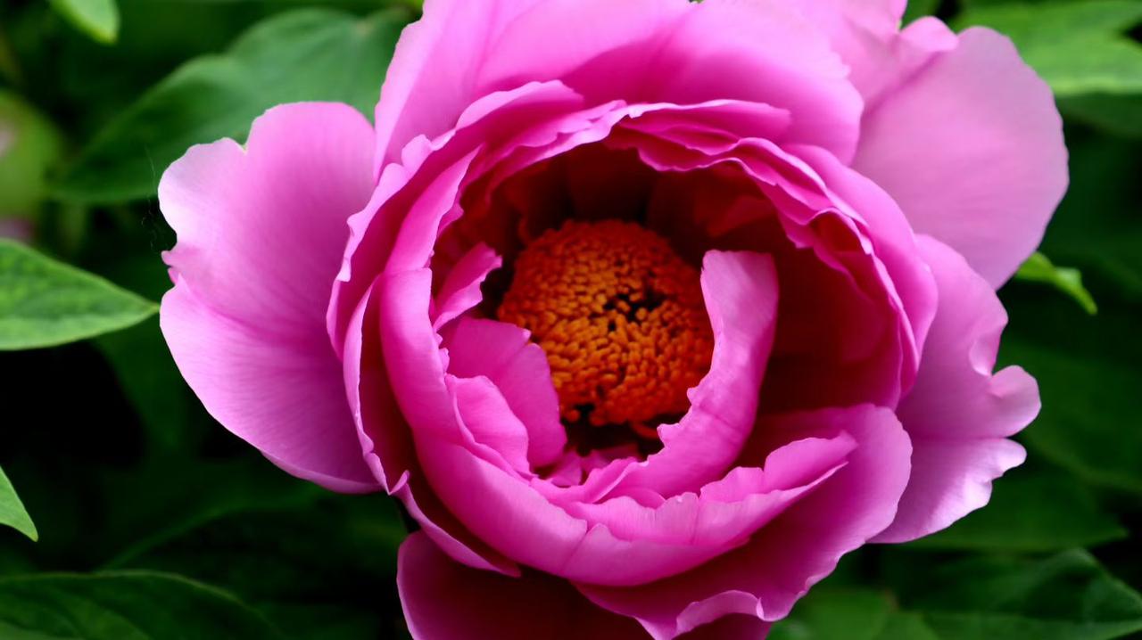 这是我今天也是今年拍摄的第一朵盛开的牡丹，仔佃端详后觉得用“国色天香”形容牡丹，