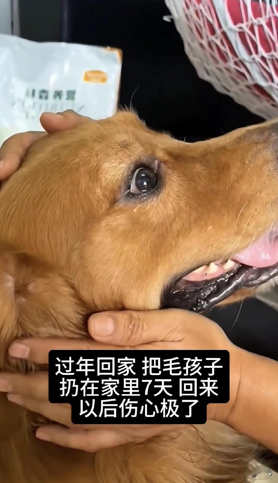 泪目了！一位小哥哥养了一只金毛狗狗，一直来对它都宠爱有加，春节期间的时候，小哥哥