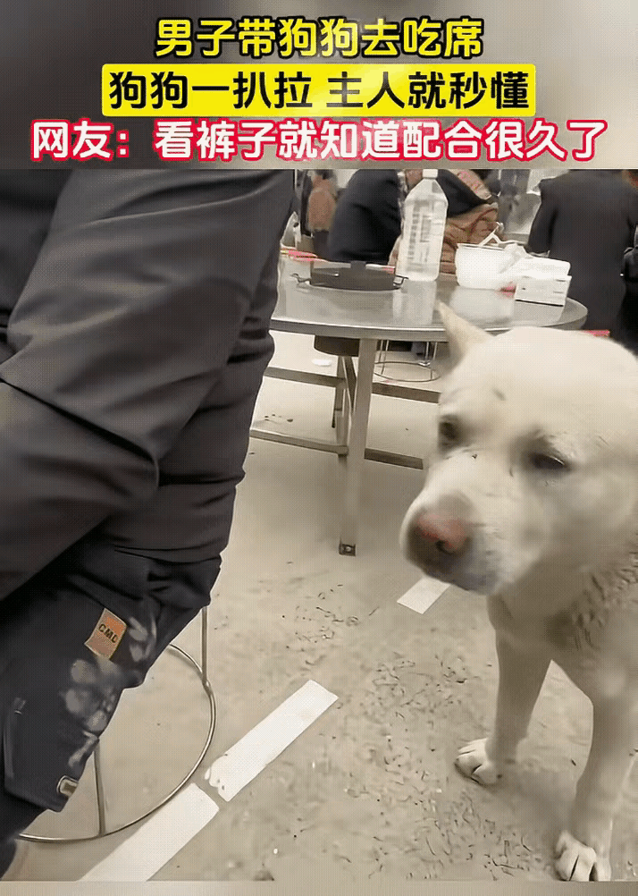 笑不活！男子吃席被狗子连环拍，这默契怕不是练过？谁懂啊！男子带狗子去吃饭，