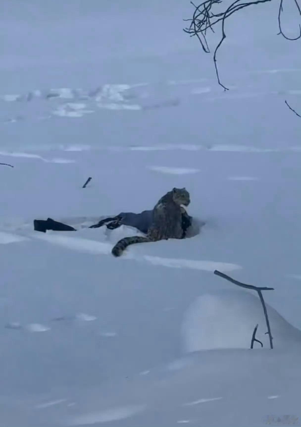 新疆通报咬伤游客雪豹再次出现可可托海咬伤游客的那只雪豹再次出现，闯入一牧民羊圈中