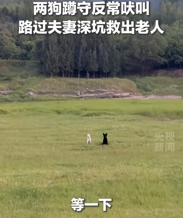 上央视新闻了！7月5日报道，山东济南一水库旁，两只狗蹲在草地上不停狂吠。正巧一对